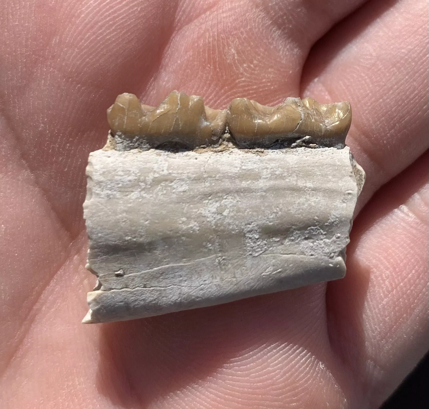 Fossil Horse Jaw With Teeth, Mesohippus,