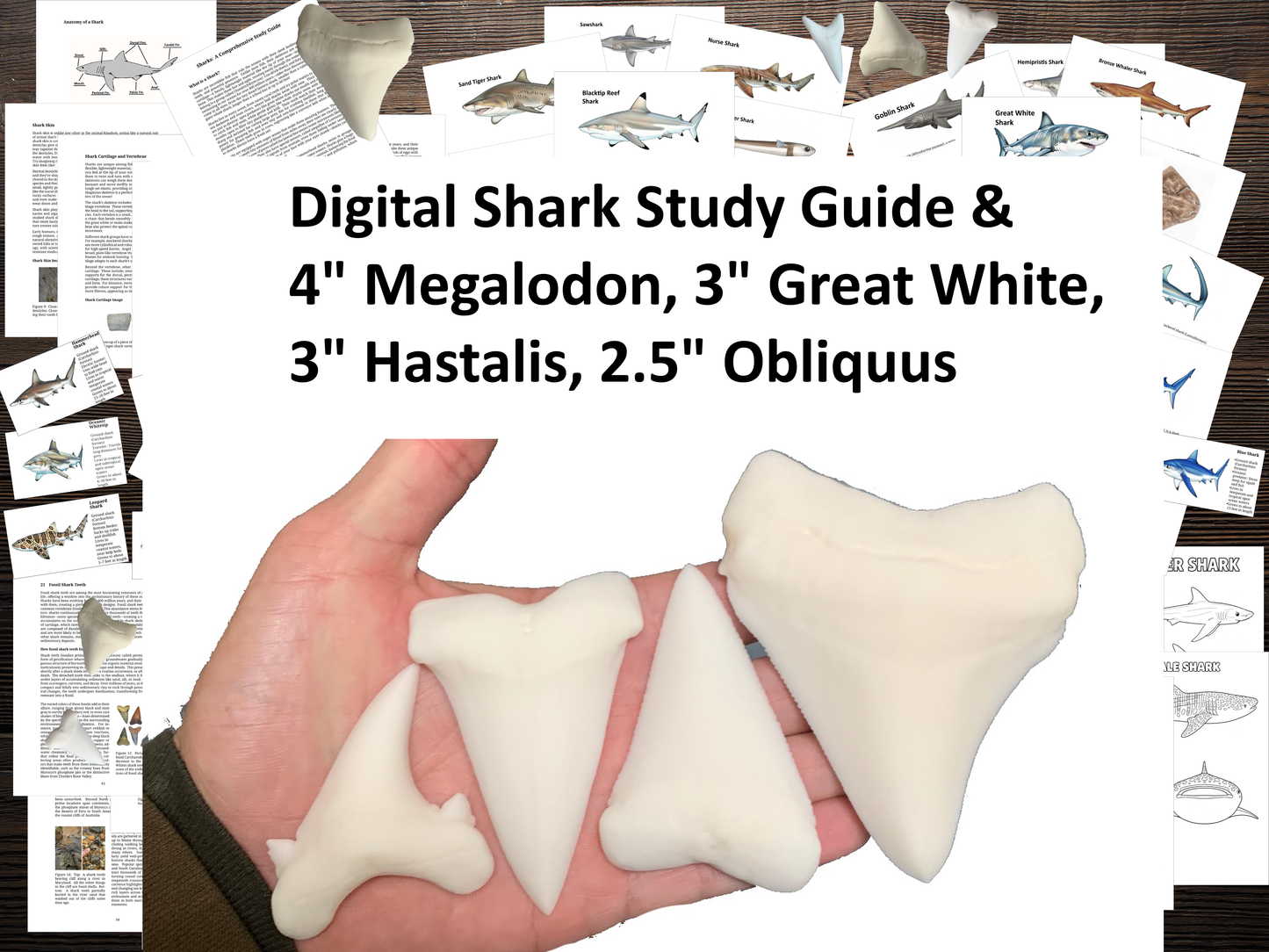 Giant Shark Explorer Collection Kit Featuring Premium Replica Teeth & Full 109-Page Educational Guide