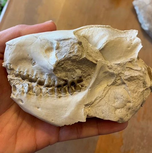 Small white Oreodont skull