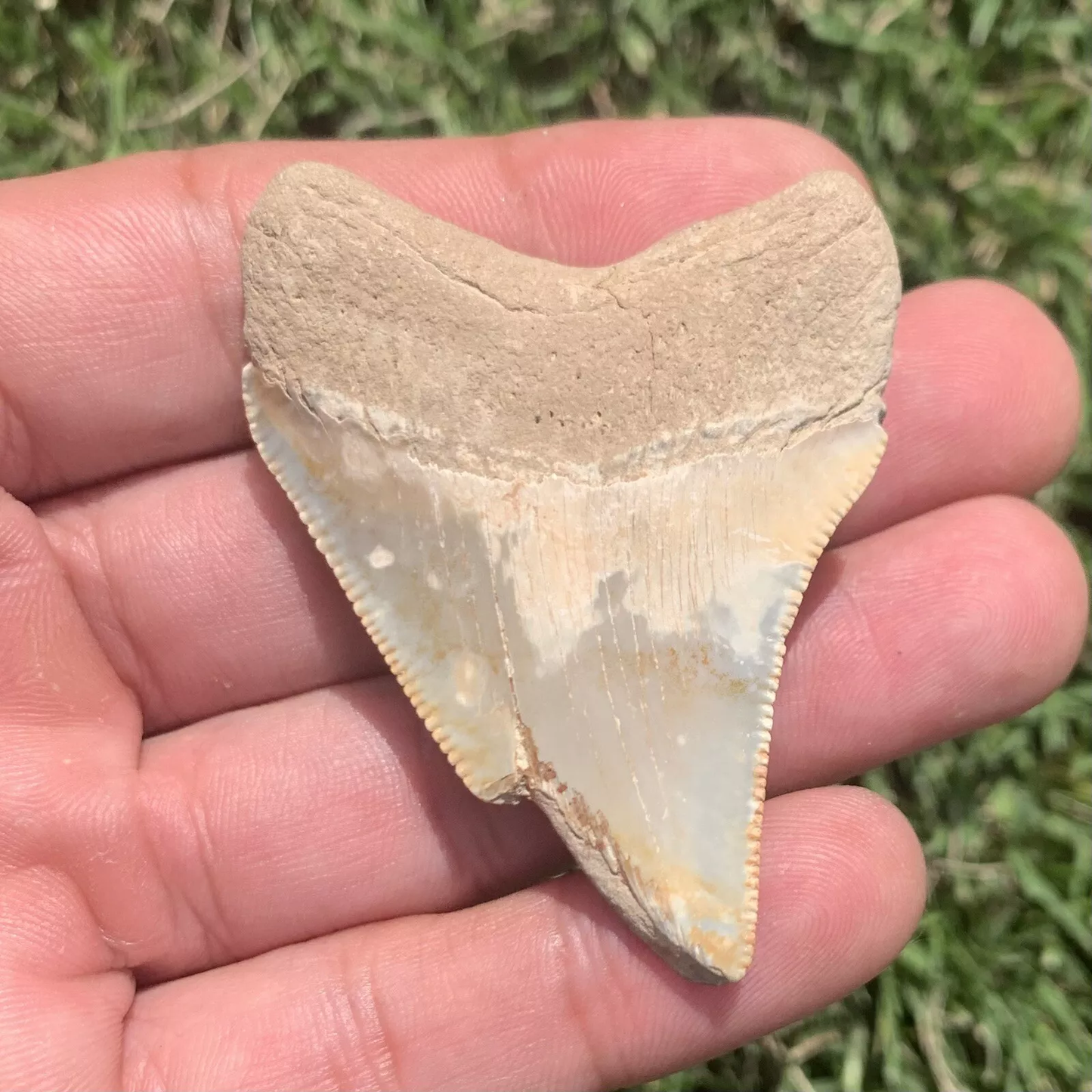 2.36" Otodus megalodon - Virginia