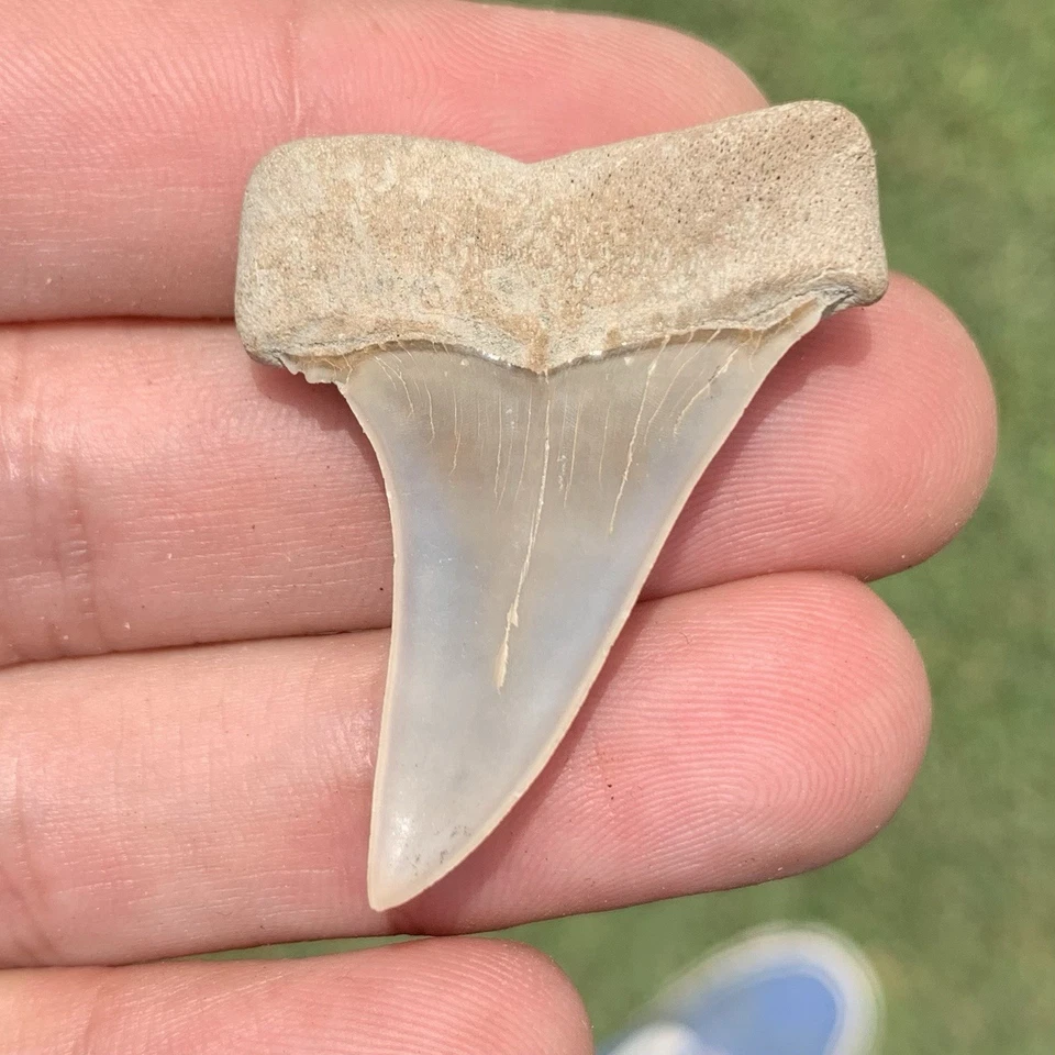 Fossil Carcharodon hastalis - Virginia