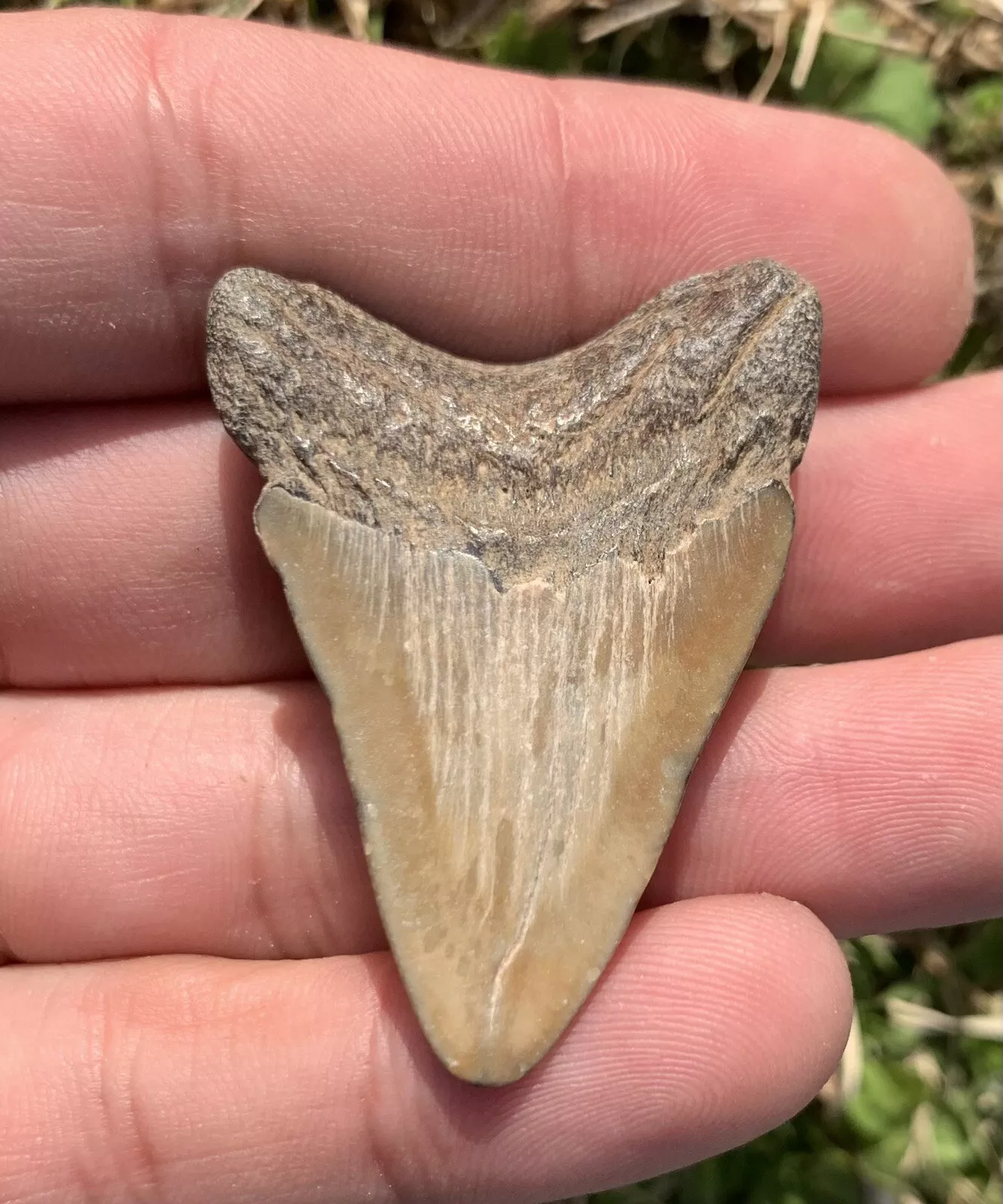 1.83” Otodus Megalodon - Virginia