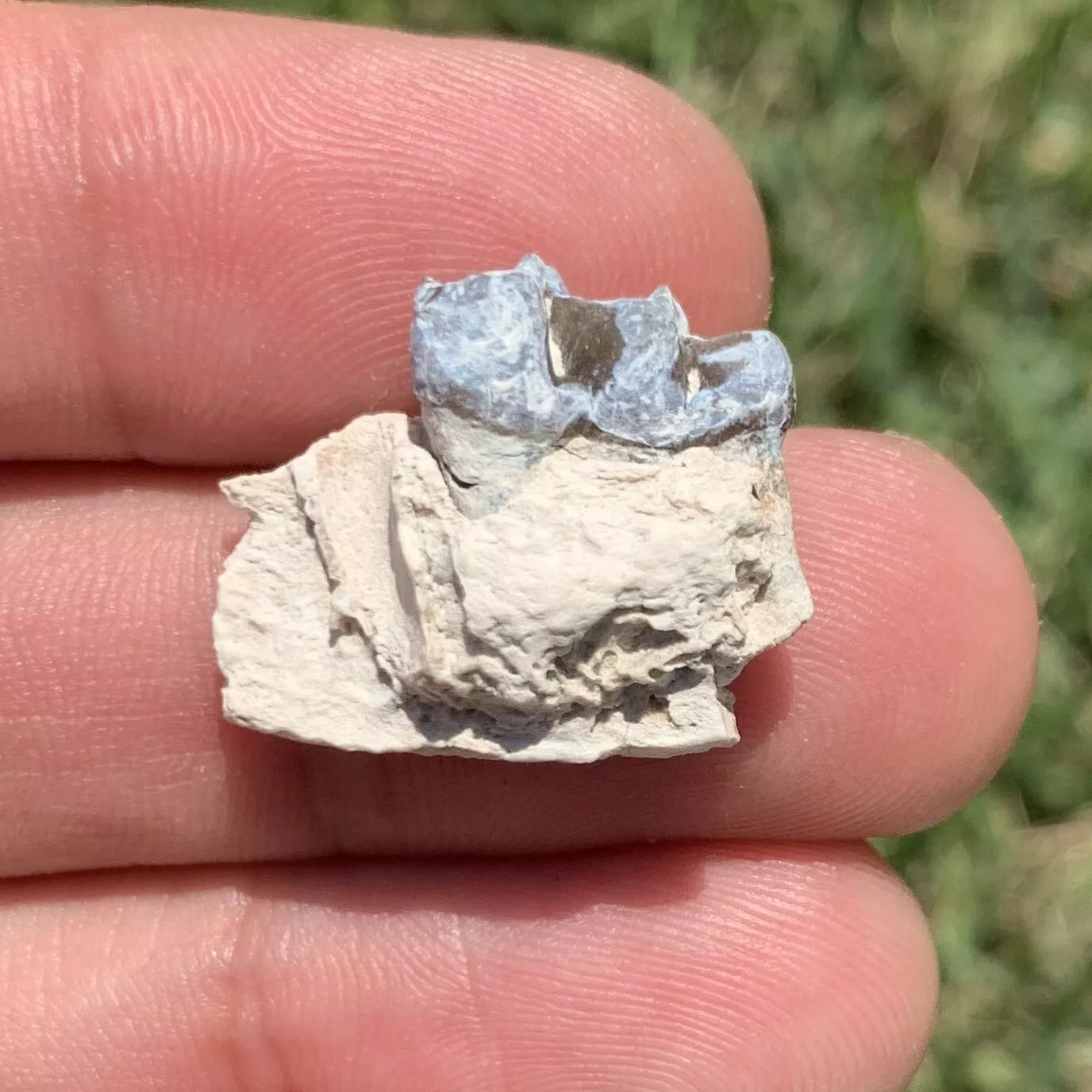 Fossil Horse Jaw With Tooth, Mesohippus,