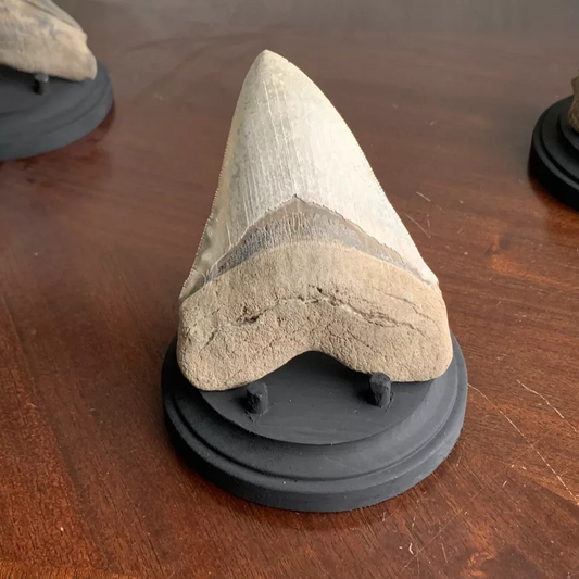 Megalodon Shark Tooth Stand. Round base - black