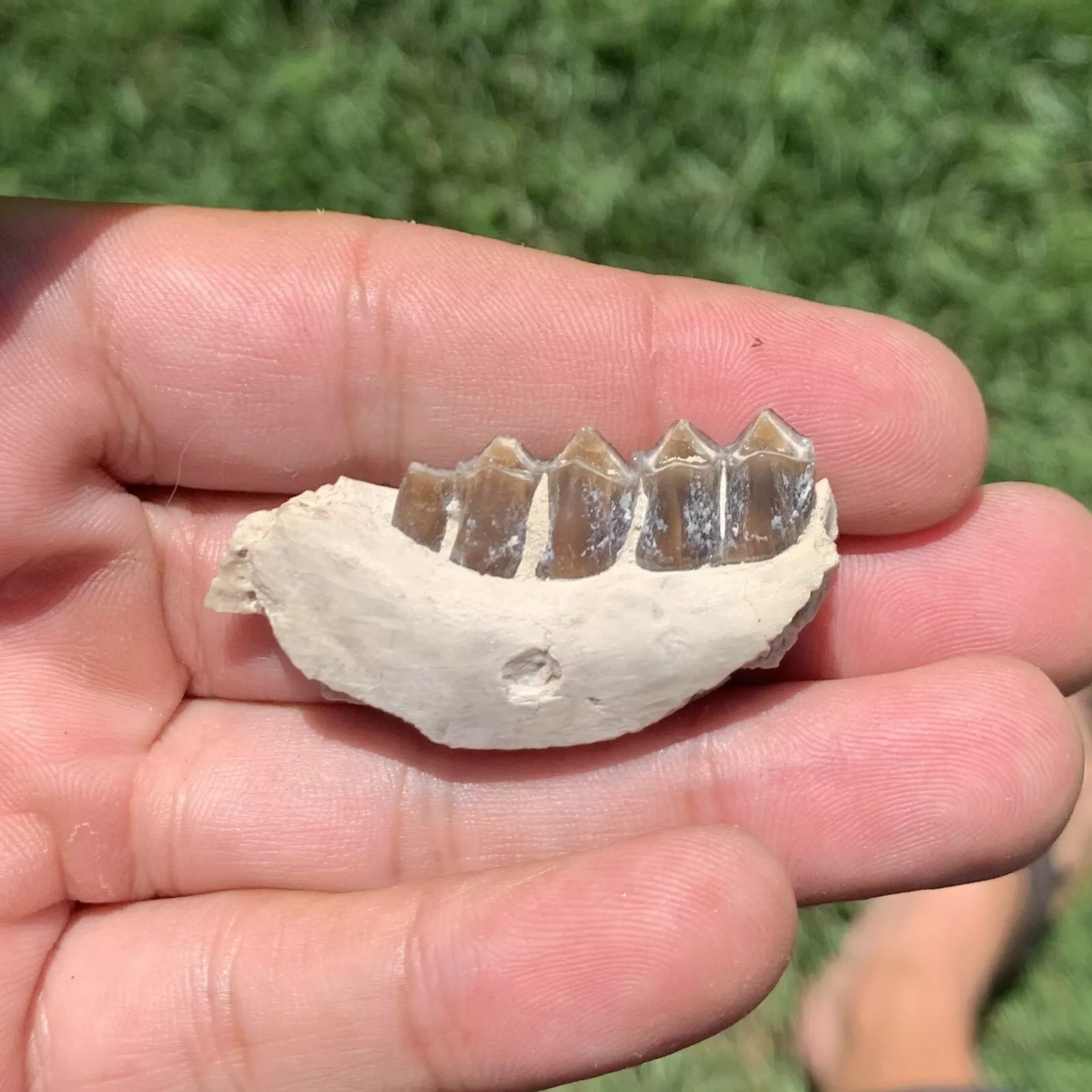 Camel Jaw Section With Teeth, Poebrotherium