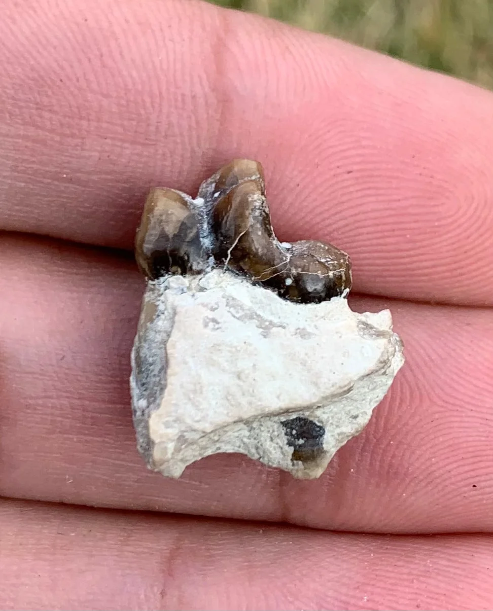 Daphoenus tooth in jaw