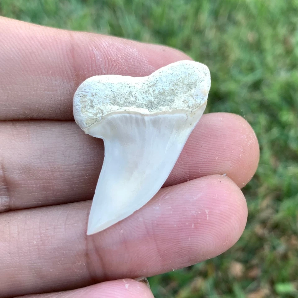 Fossil Carcharodon planus - Bakersfield California