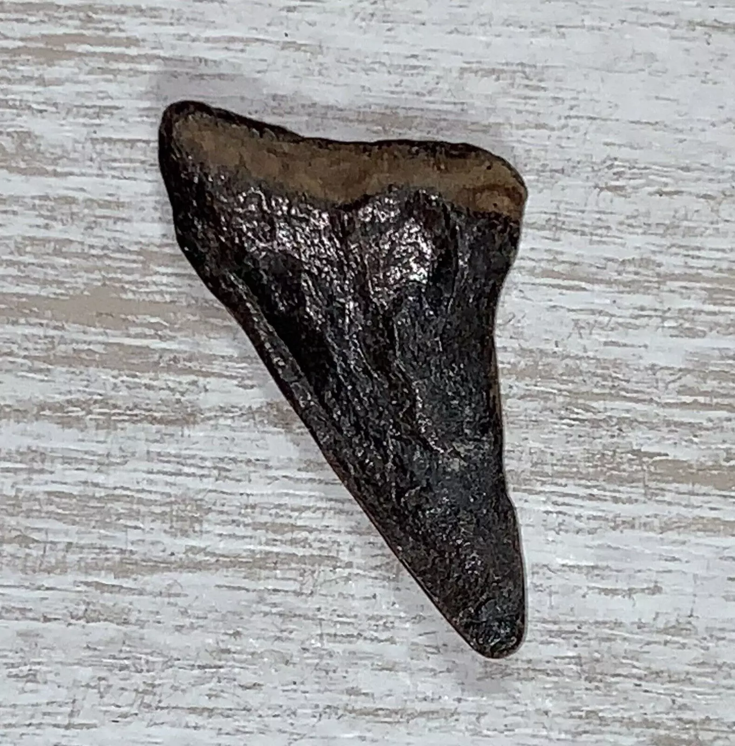 1.63" Carcharodon hastalis - Virginia