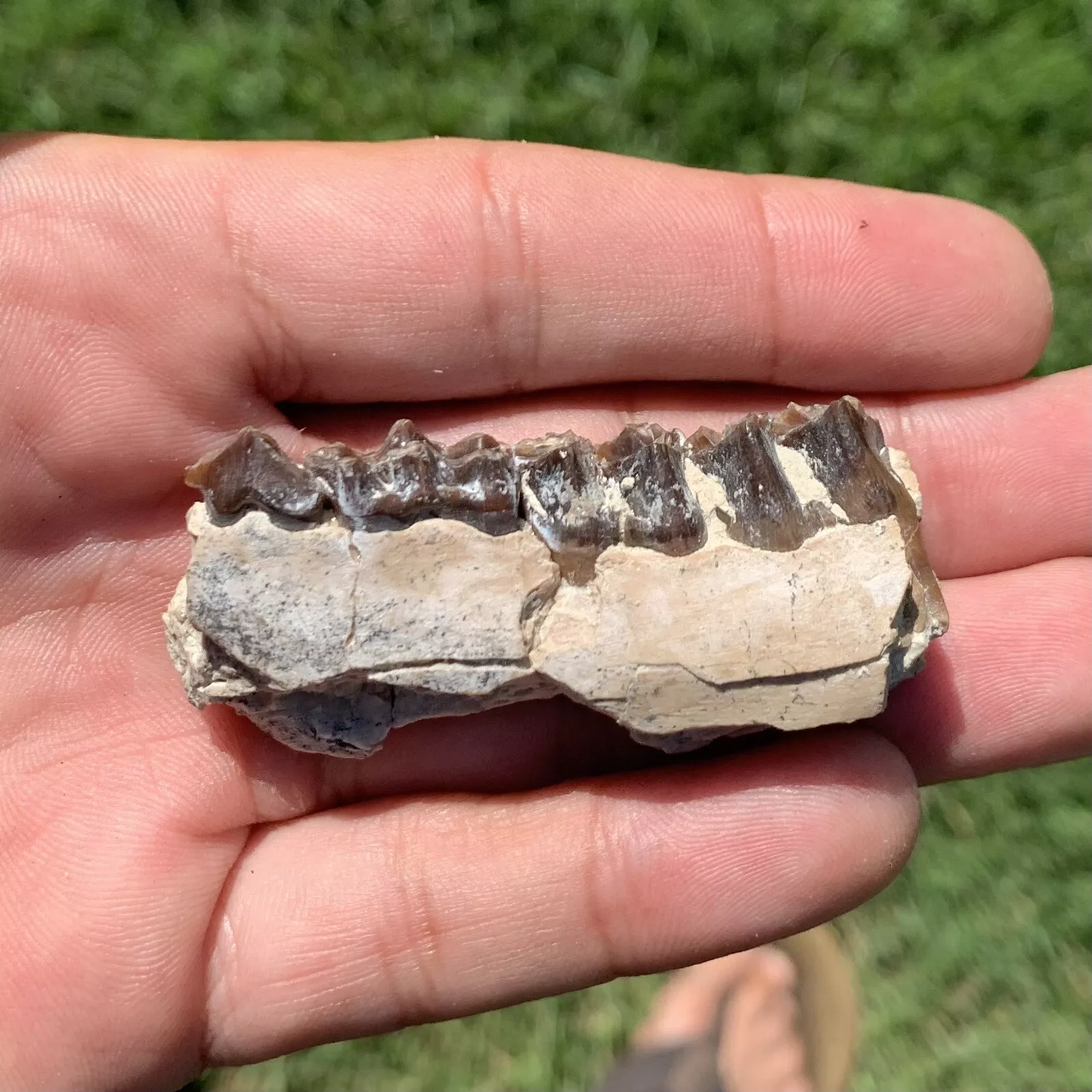 Fossil Oreodont Jaw