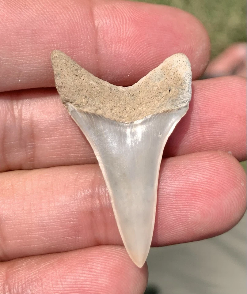Fossil Carcharodon hastalis - Lee Creek Mine
