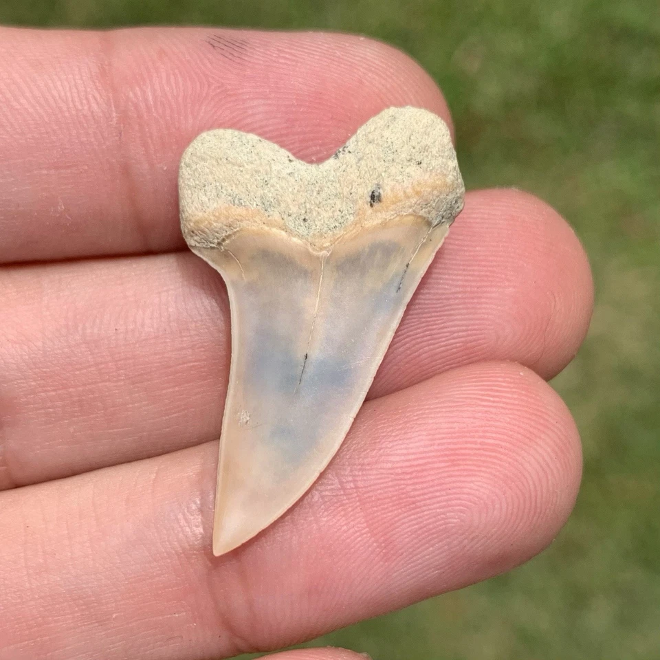 Fossil Carcharodon planus - Bakersfield California
