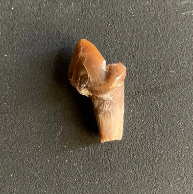 Molar tooth from a Nimravid(saber tooth cat), Most likely Dinictis