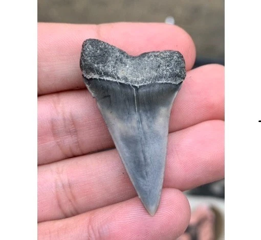 Fossil Carcharodon hastalis - Virginia