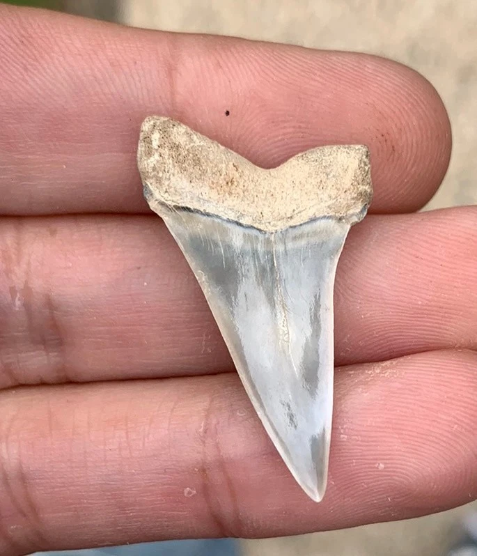 Fossil Carcharodon hastalis - Virginia