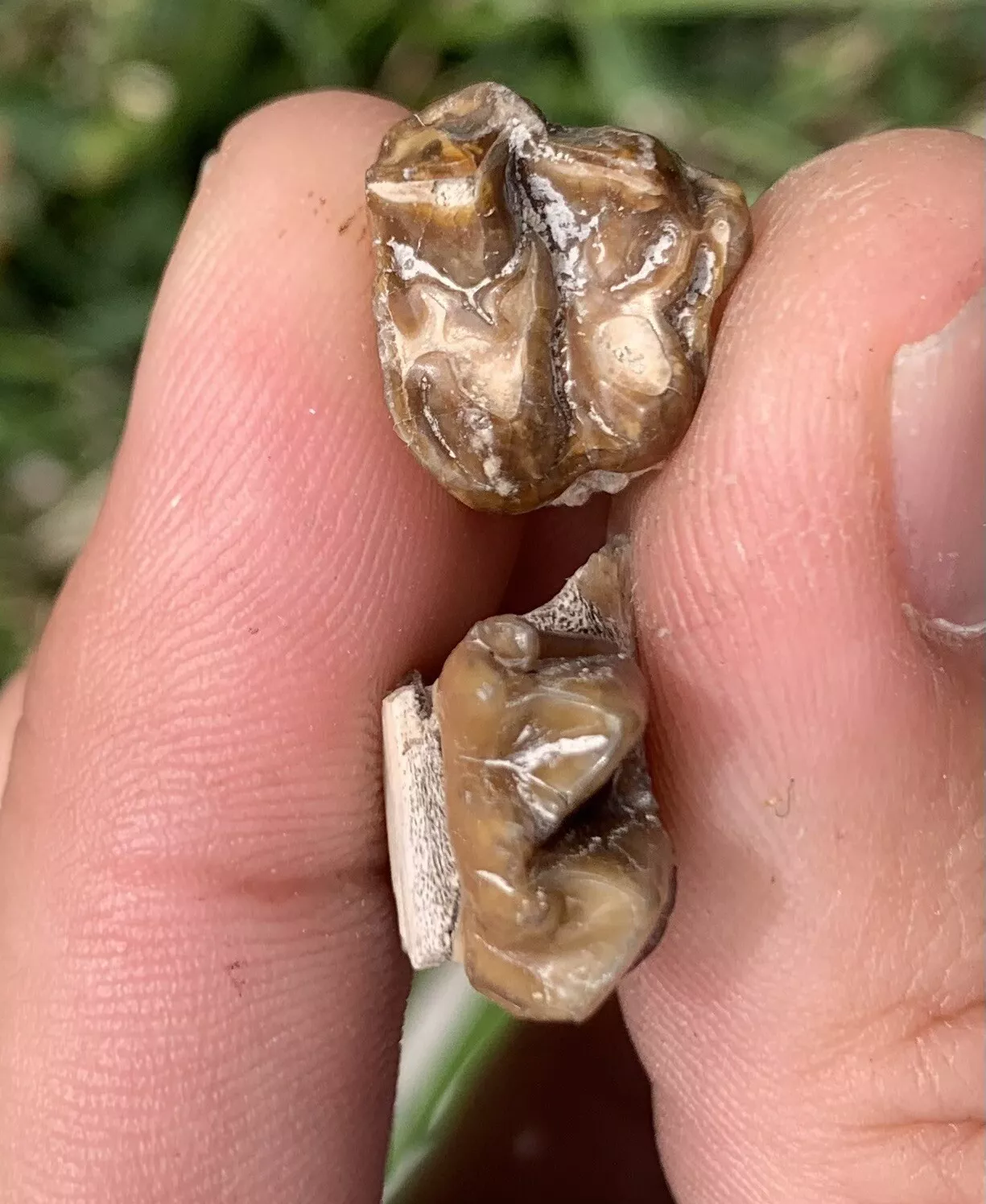 Fossil Horse Teeth, Mesohippus, Upper & Lower