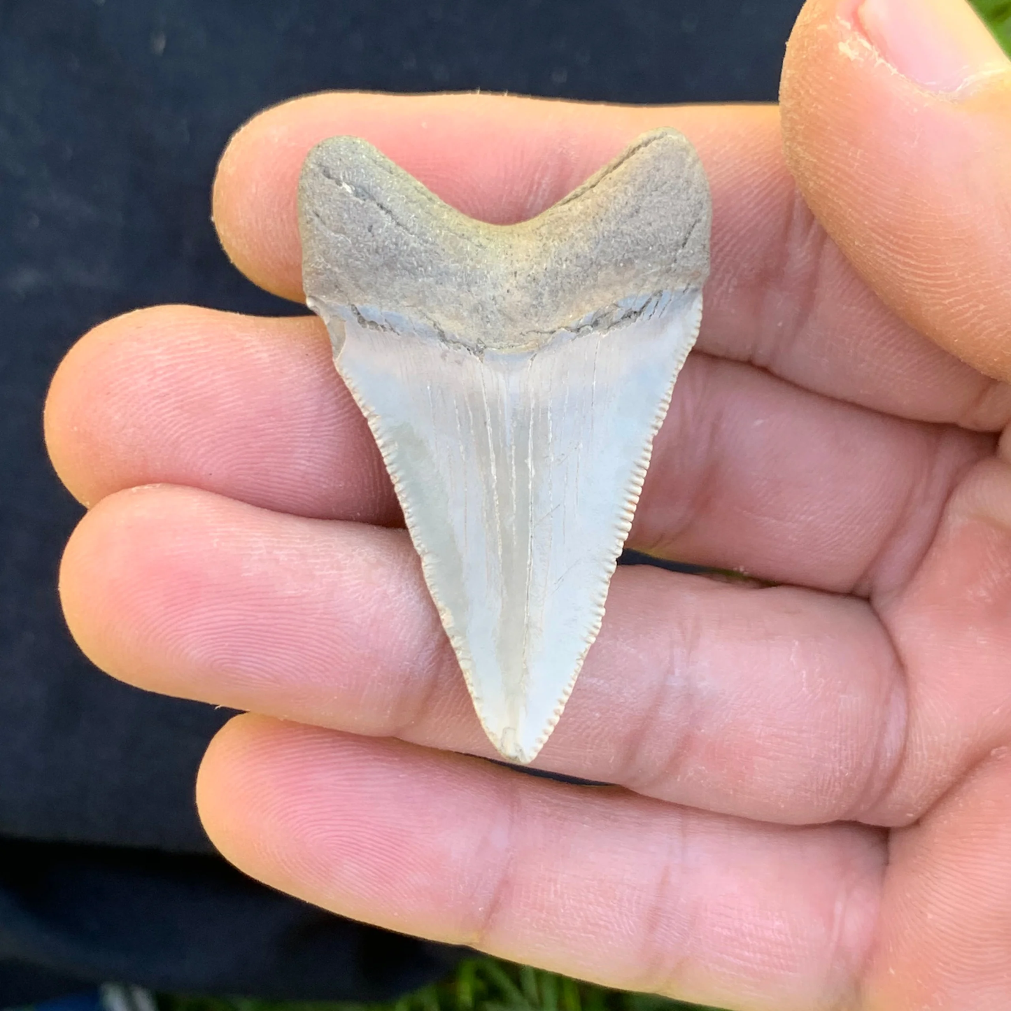 1.92” Otodus Megalodon - Maryland??? size