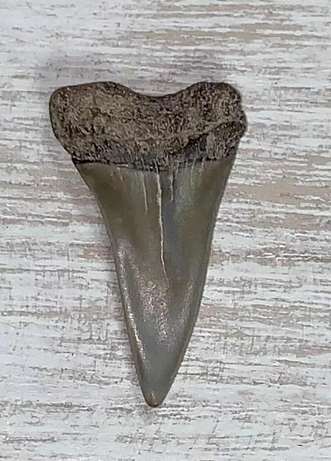 1.3" Carcharodon hastalis - Virginia