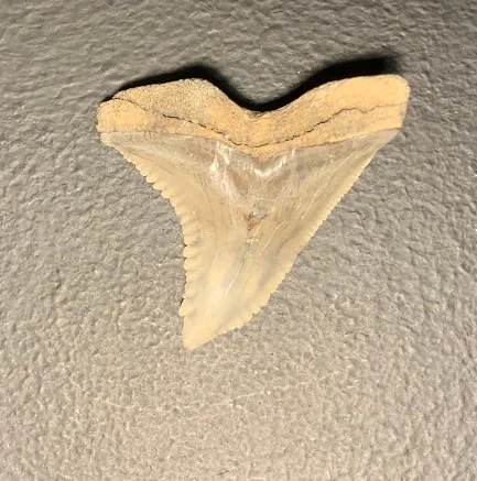 Fossil Hemipristtis serra Upper Jaw Tooth