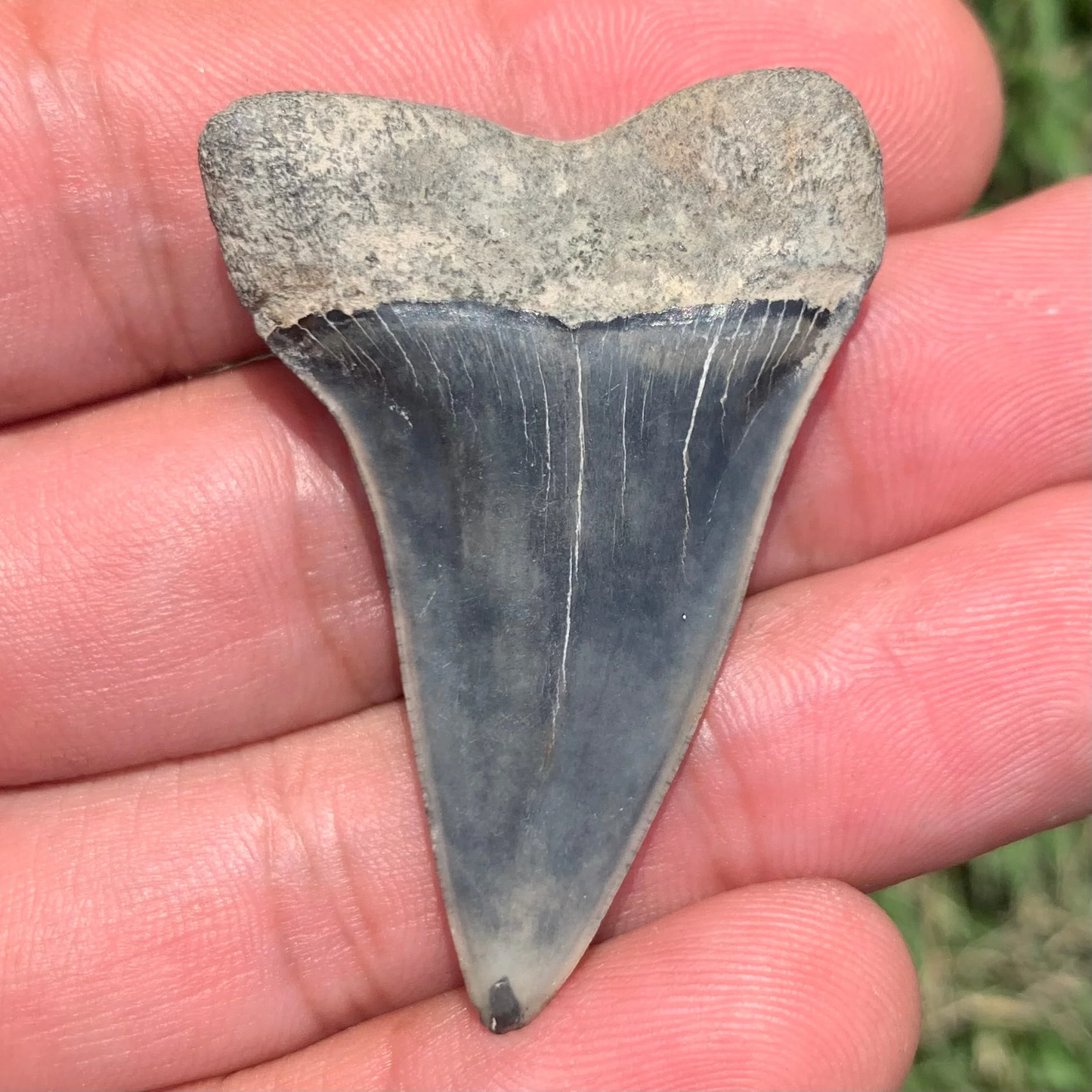 1.85” Carcharodon hastalis - Virginia