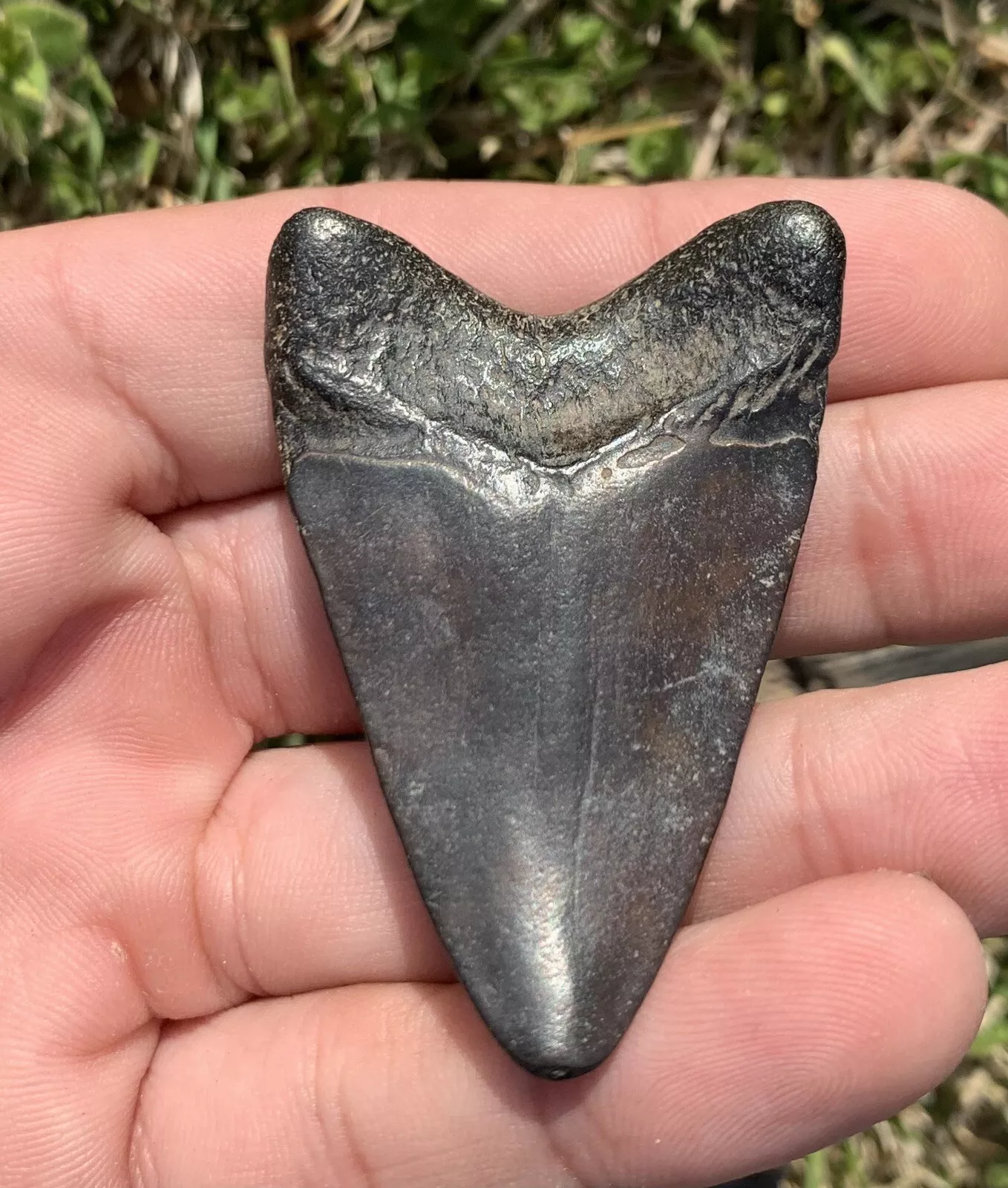 2.17” Otodus Megalodon - Virginia