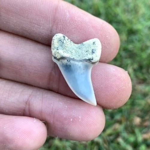Fossil Carcharodon planus - Bakersfield California