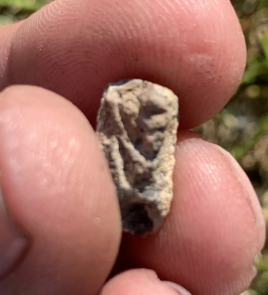 Edmontosaurus Dinosaur Tooth, Hell Creek Formation SD, Hadrosaur, Duck-billed