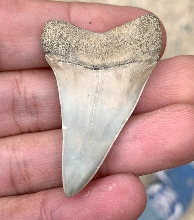 Fossil Carcharodon hastalis - Virginia