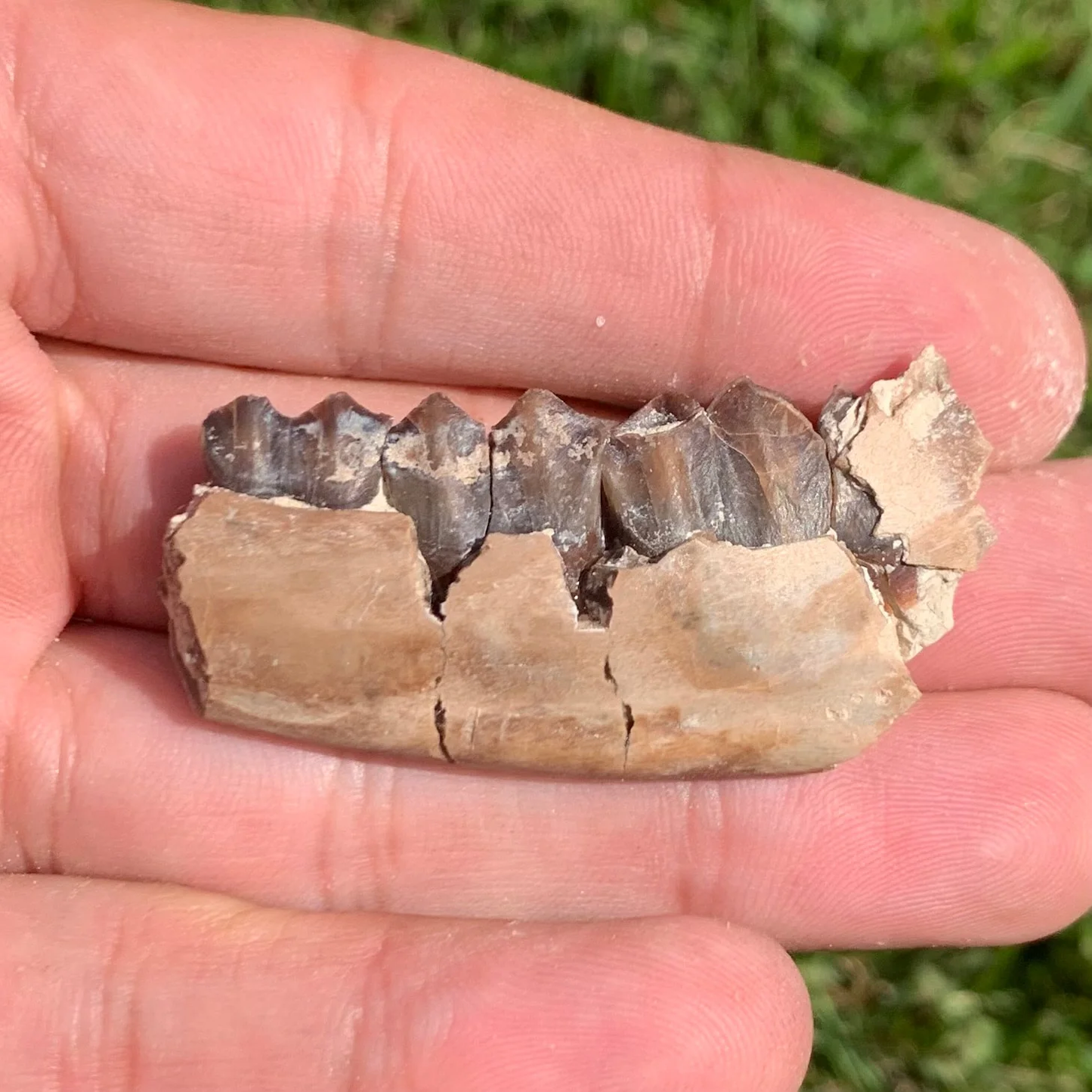 Nice camel jaw section, Poebrotherium