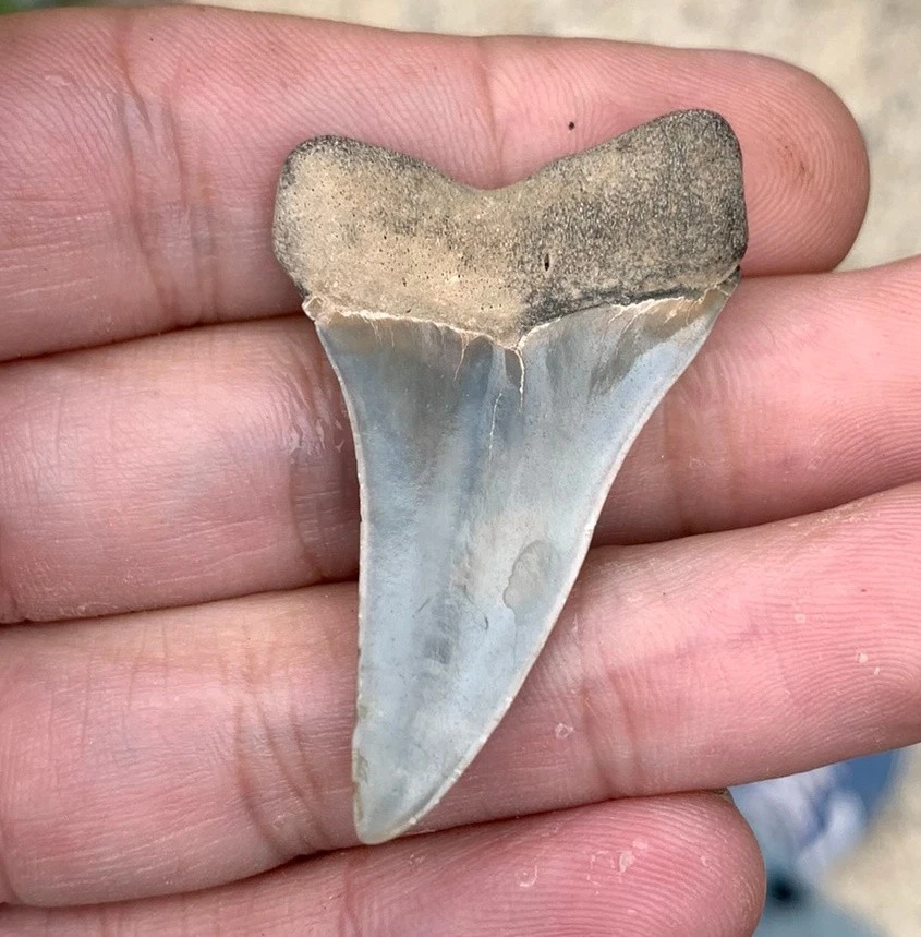 Fossil Carcharodon hastalis - Virginia
