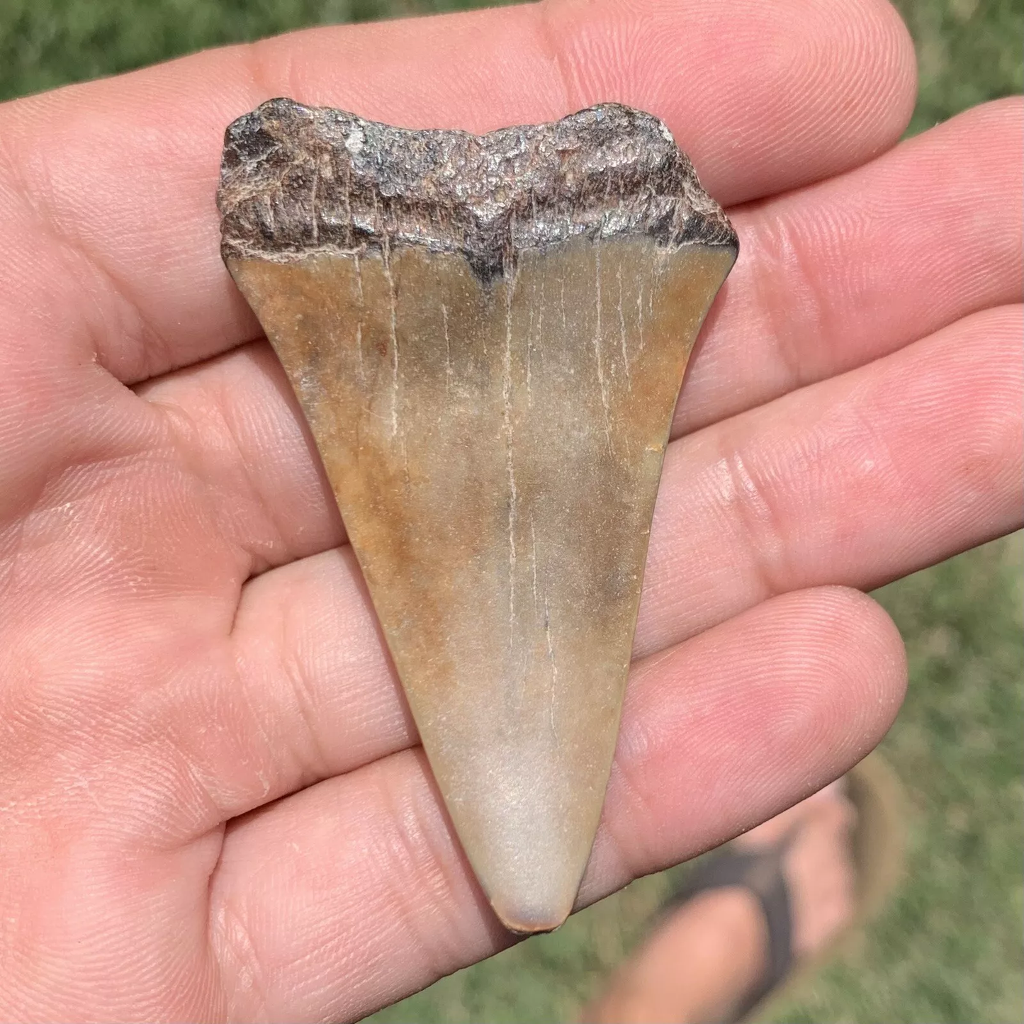 2.3" Carcharodon hastalis - Virginia