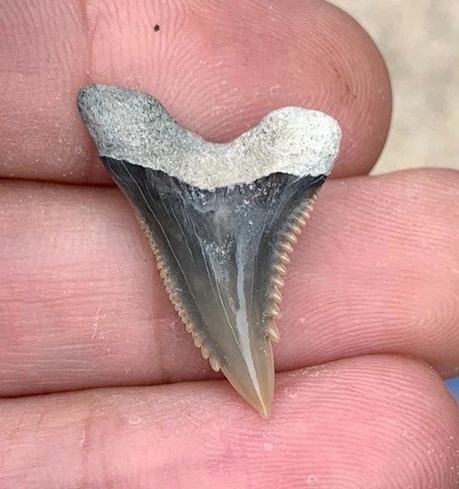 Fossil Hemipristis serra - Lee Creek Mine