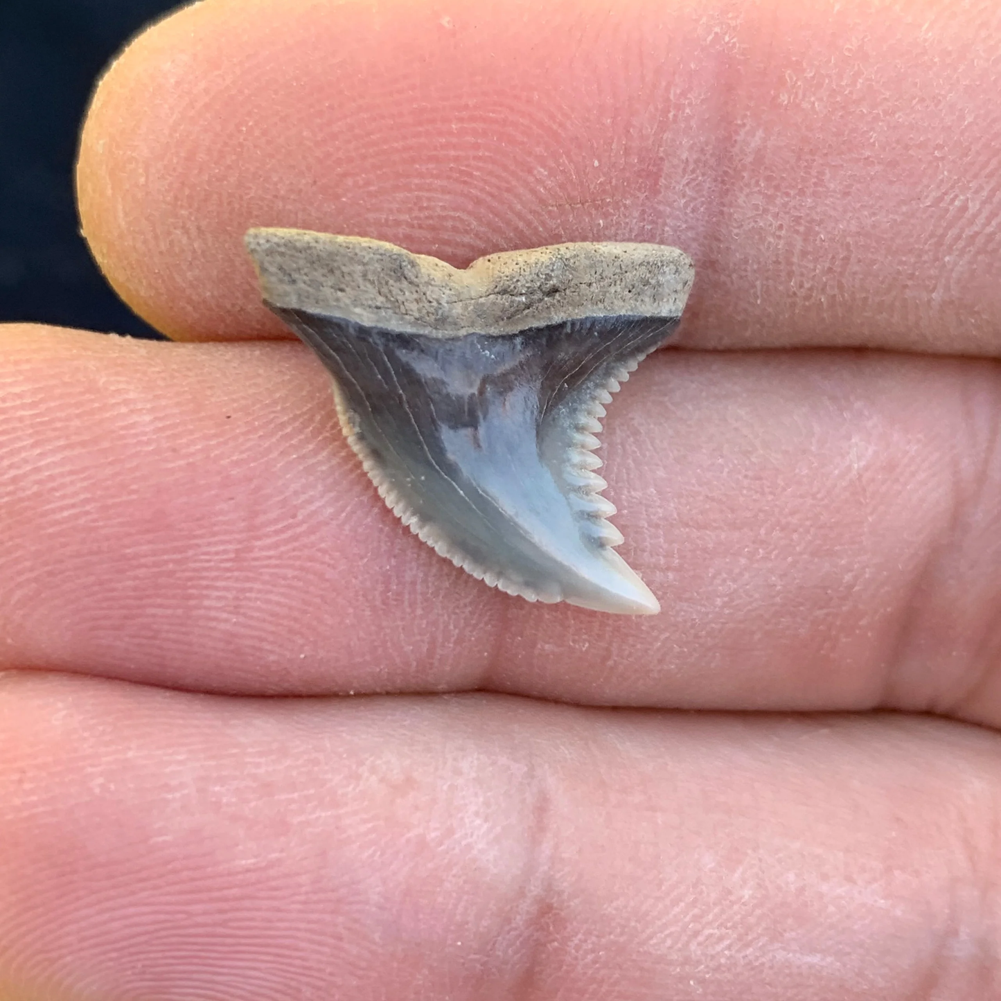 .9”  Hemipristis serra Shark Tooth - Virginia