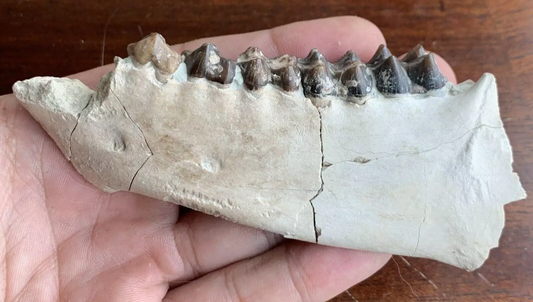 Fossil Oreodont Jaw, Merycoidodon