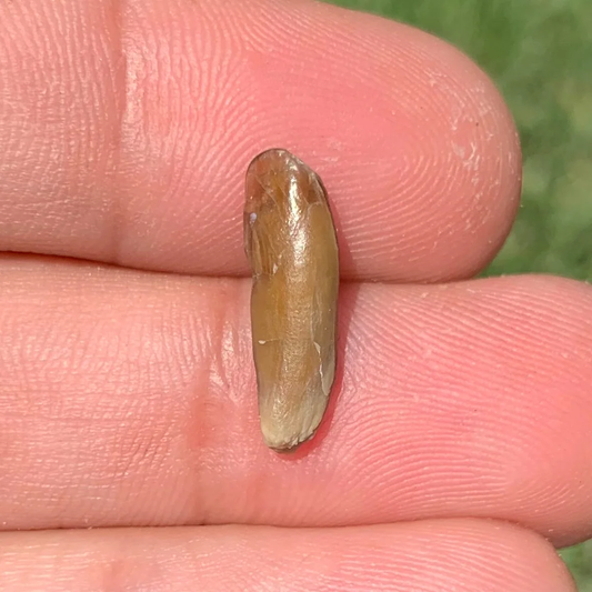 Fossils Camel Lower Jaw Incisor Tooth, Poebrotherium