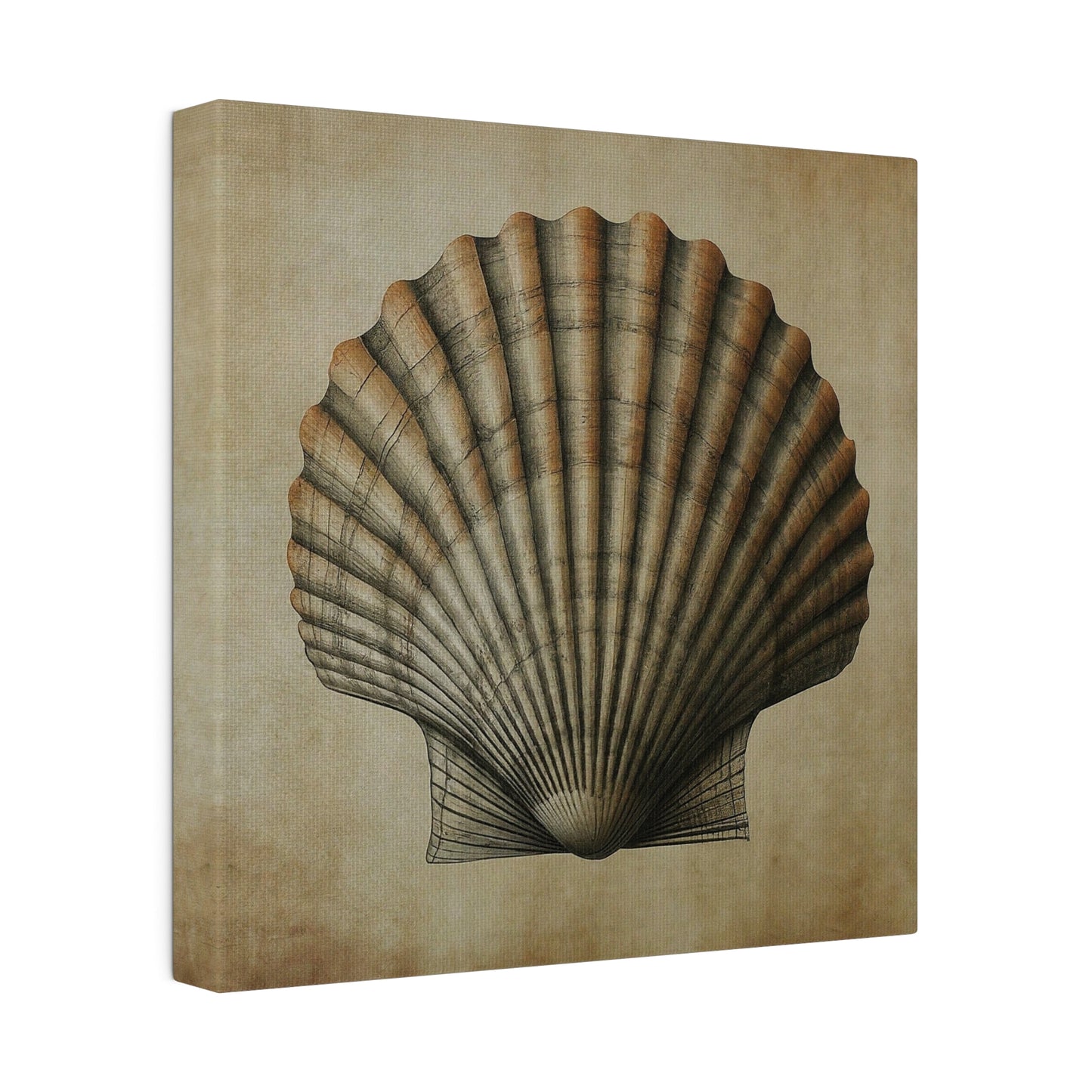 Pectin Seashell Canvas Print Wall Art Décor, Beach Décor