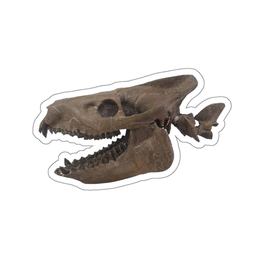 Merycoidodon culbertsoni - Fossil Oreodont Skull Sticker