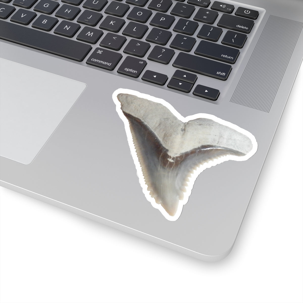 Hemipristis serra - Fossil Shark Tooth Sticker