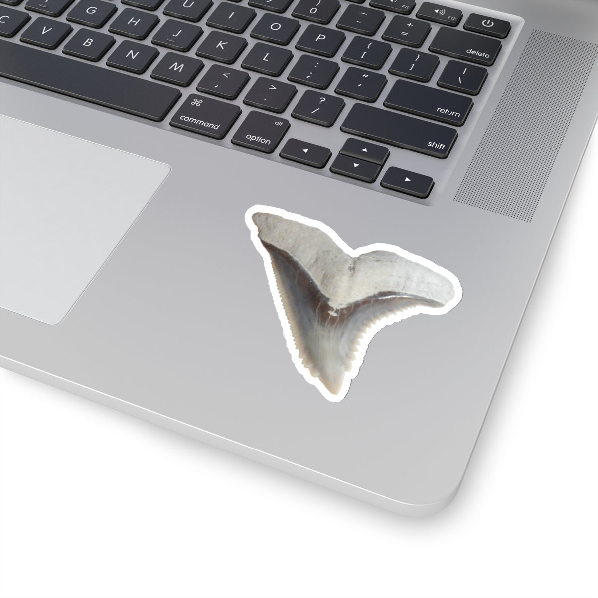 Hemipristis serra - Fossil Shark Tooth Sticker