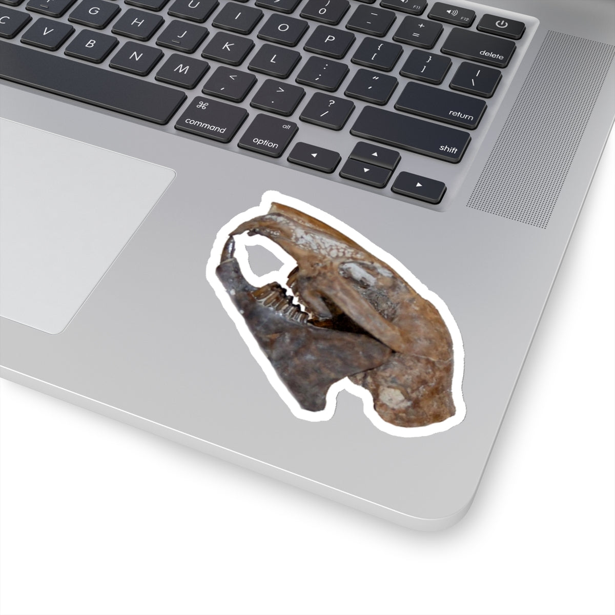 Paleolagus haydeni - Fossil Rabbit Skull Sticker