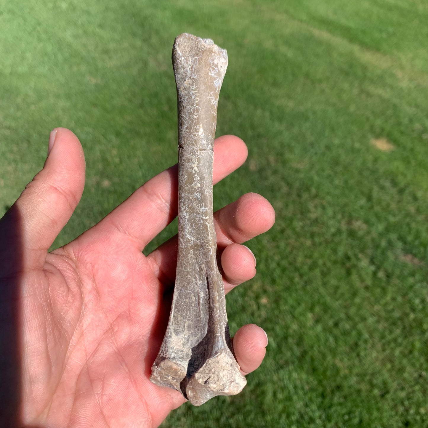 Oreodont limb bone