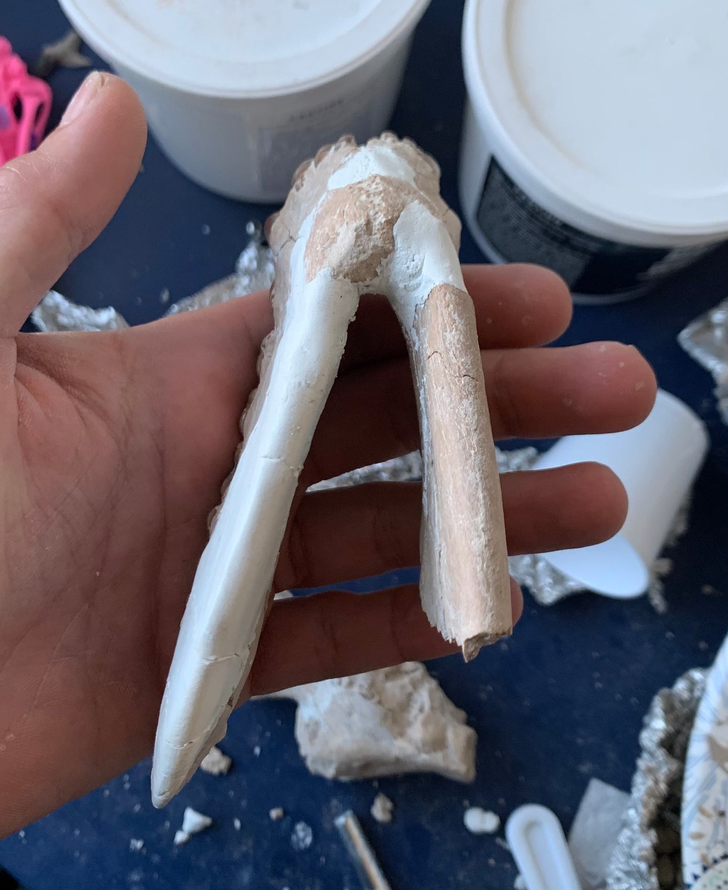 Large Fossil Lower Oreodont Jaw, Merycoidodon, White River Badlands