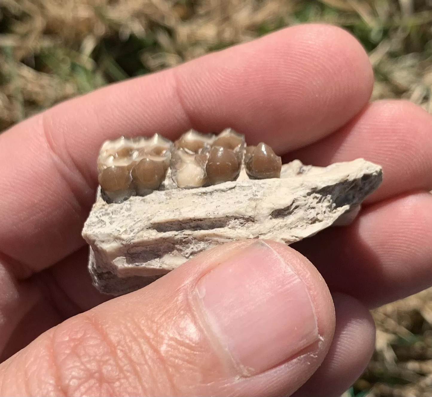 Fossil Horse Palate With Teeth, Mesohippus