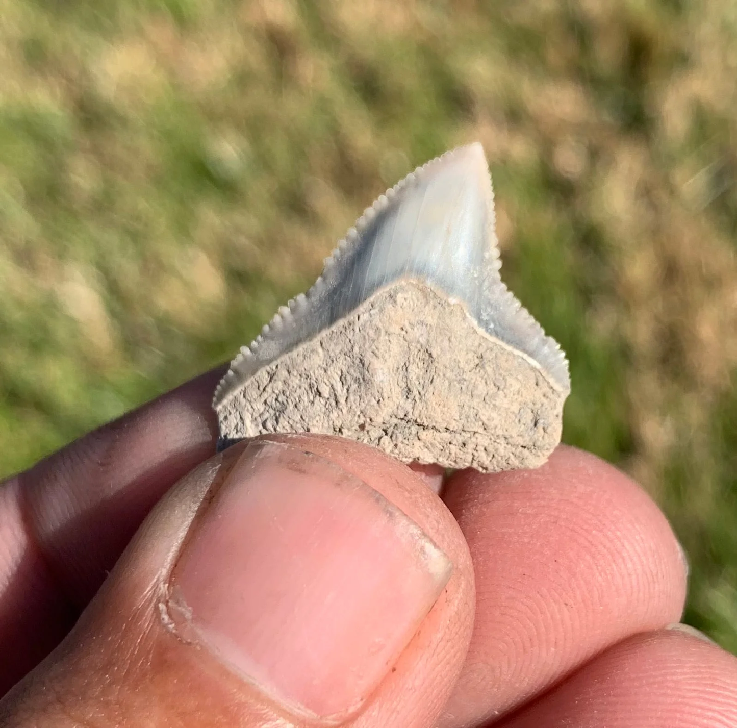 Carcharhinus leucas - Lee Creek Mine