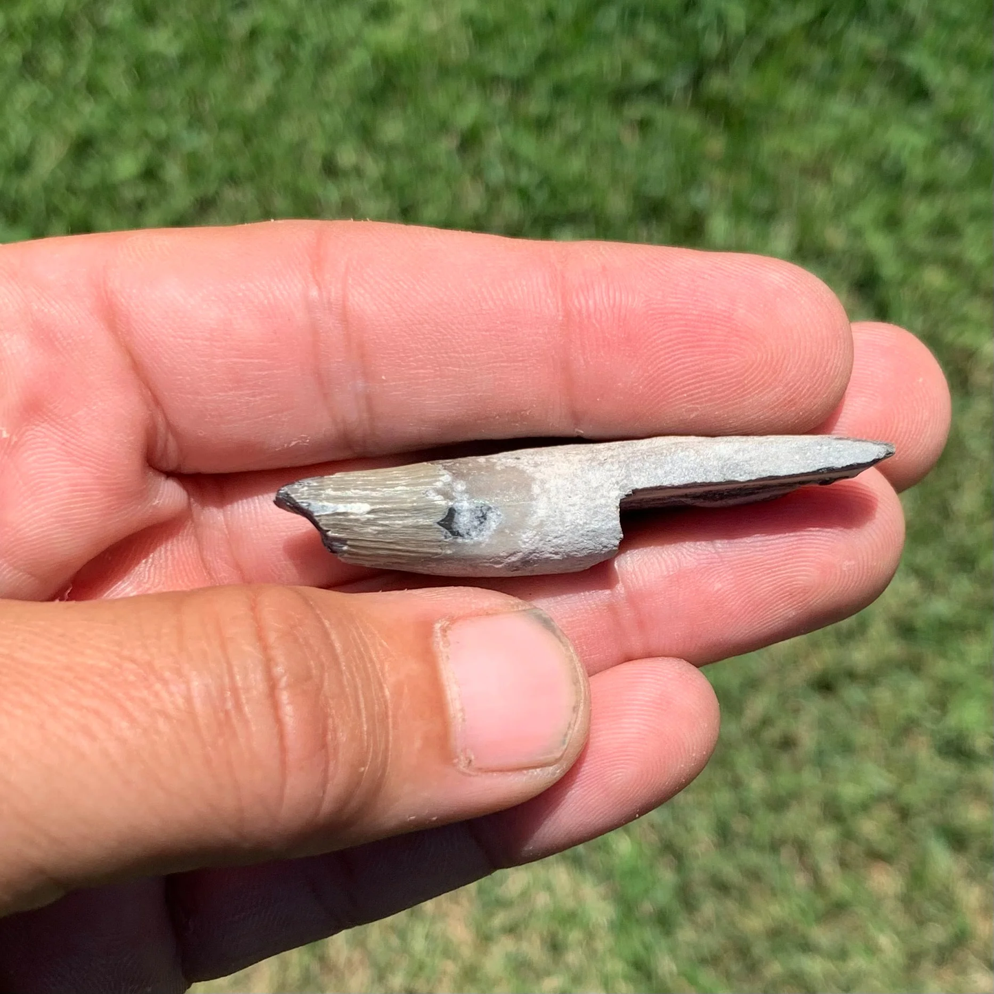 Squalodon whale tooth from the Lee Creek Mine