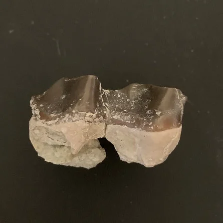 Titanothere Tooth