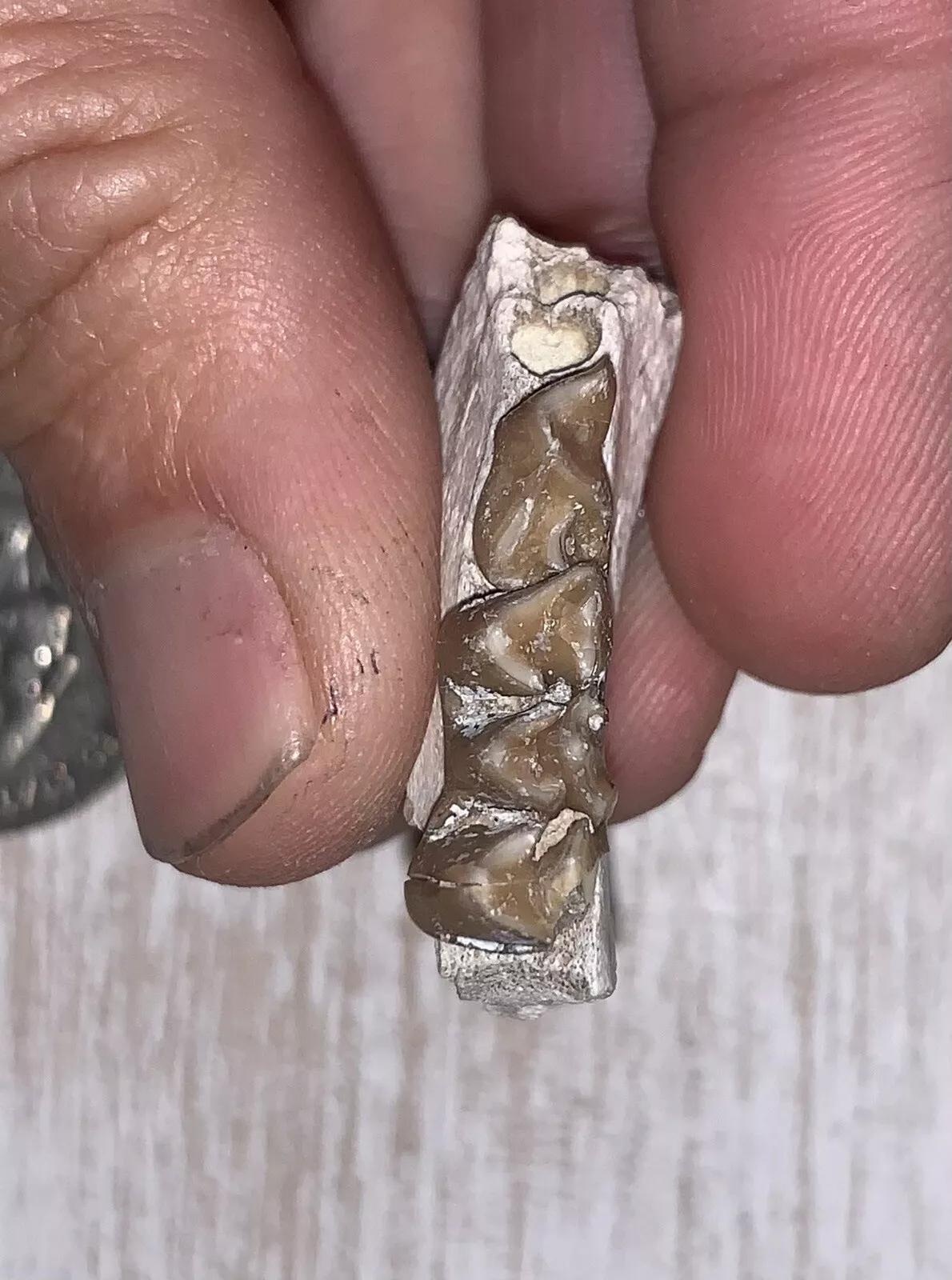 Fossil Oreodont Lower Jaw Section With Teeth