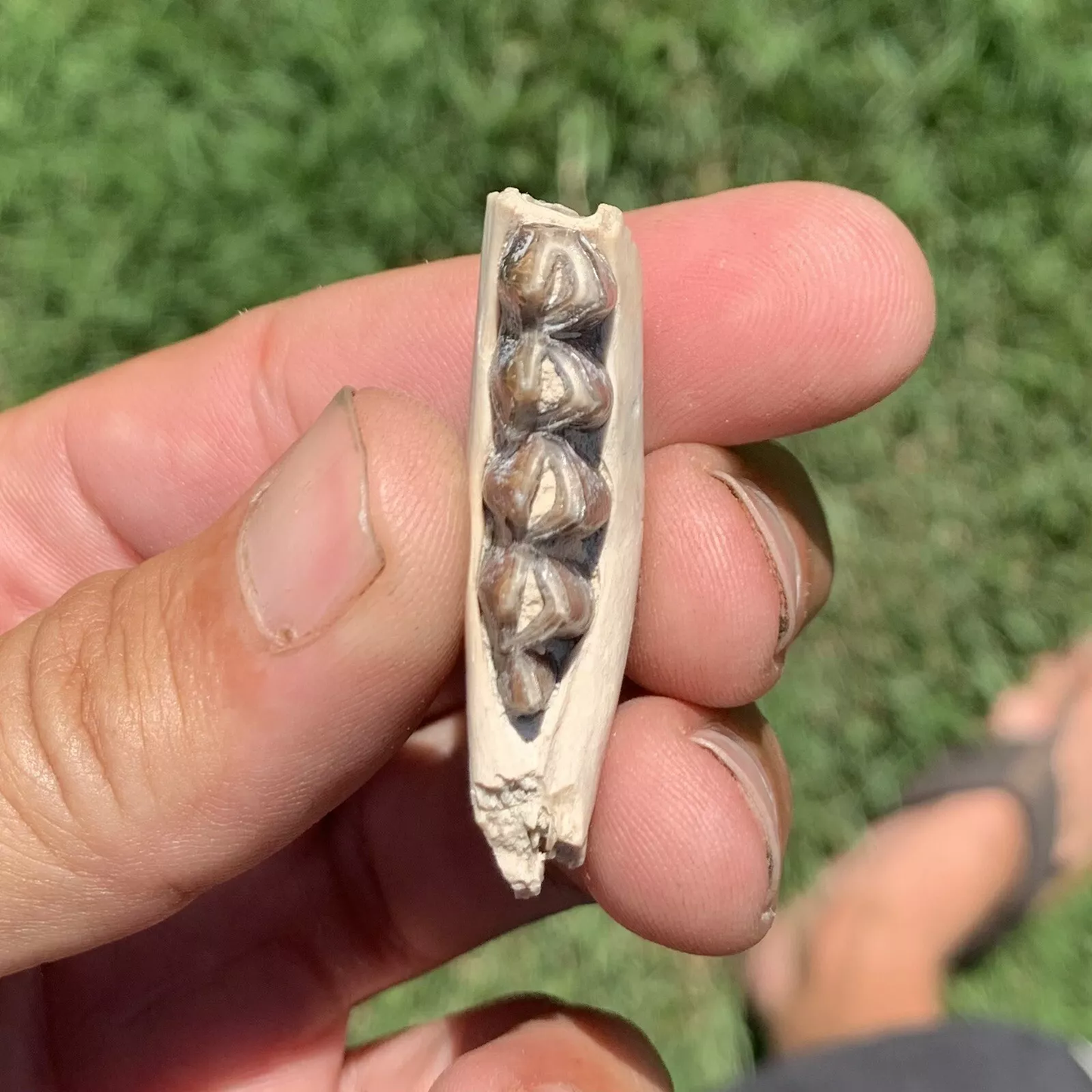 Camel Jaw Section With Teeth, Poebrotherium