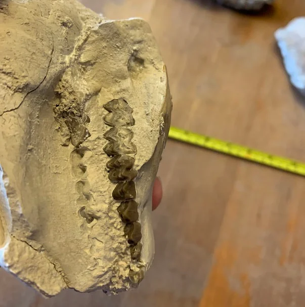 Small white Oreodont skull