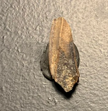 Edmontosaurus Dinosaur Tooth, Hell Creek Formation SD, Hadrosaur, Duck-billed