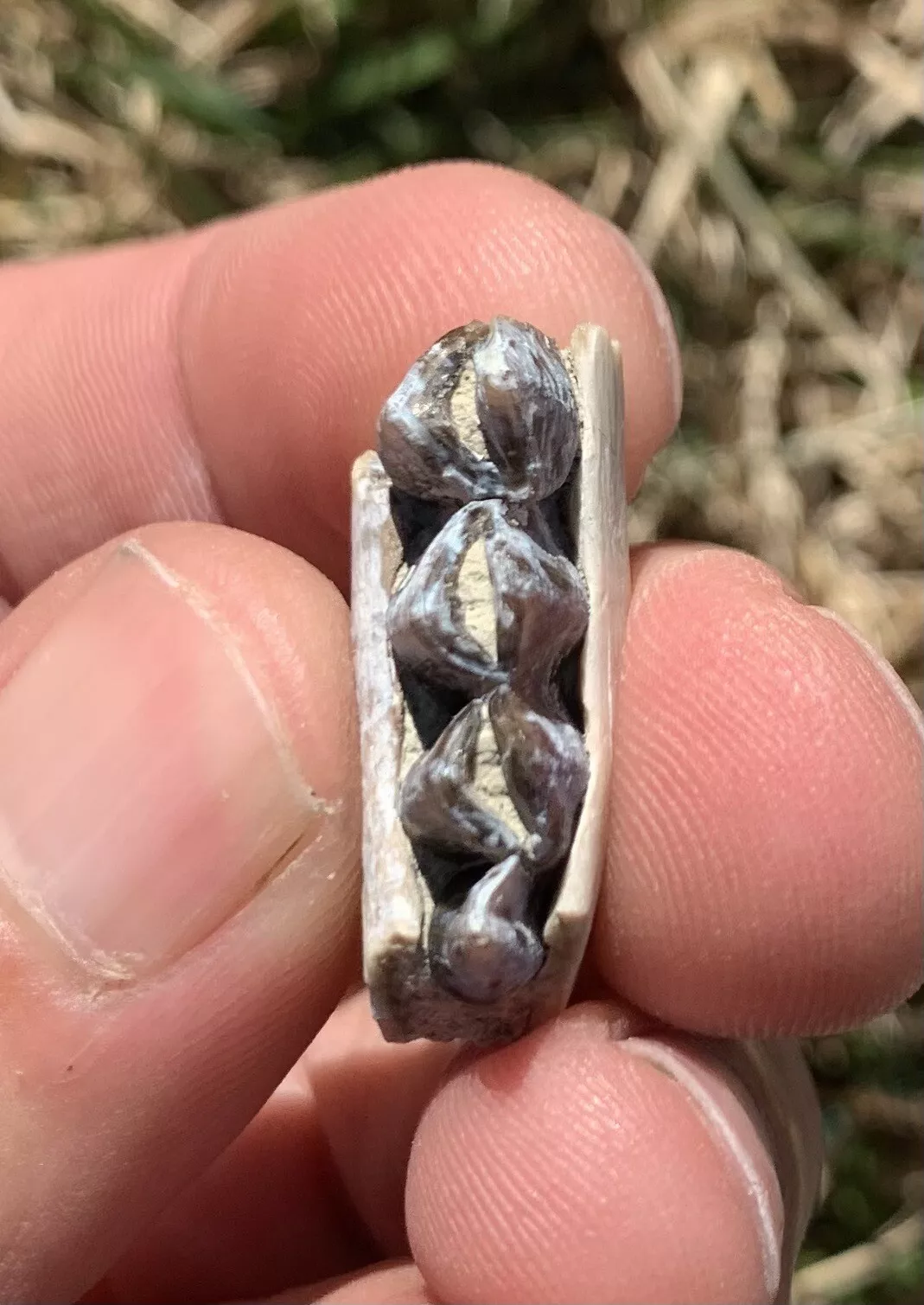 Camel Jaw Section With Teeth, Poebrotherium